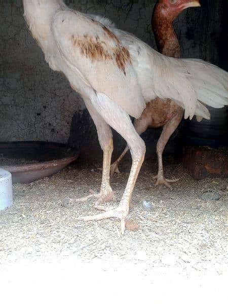 Aseel pair egg laying for sale  Exchange possible 4