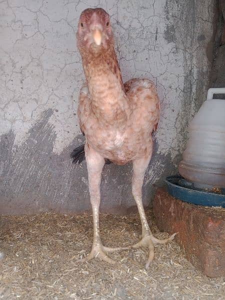 Aseel pair egg laying for sale  Exchange possible 7