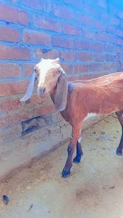 Bakri for sale | Healthy and Active | Goat | Desi