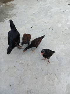 Aseel Mianwali Hen weight 3 kilo 1.5 foot height