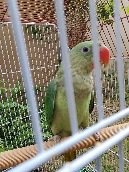 Raw Alexander Parrot For Sale 0