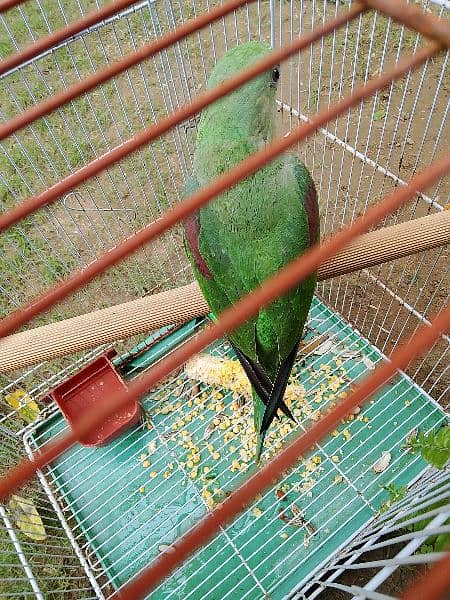 Raw Alexander Parrot For Sale 3