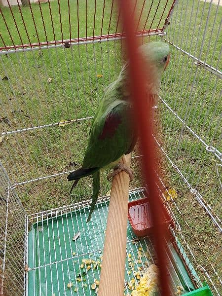 Raw Alexander Parrot For Sale 4