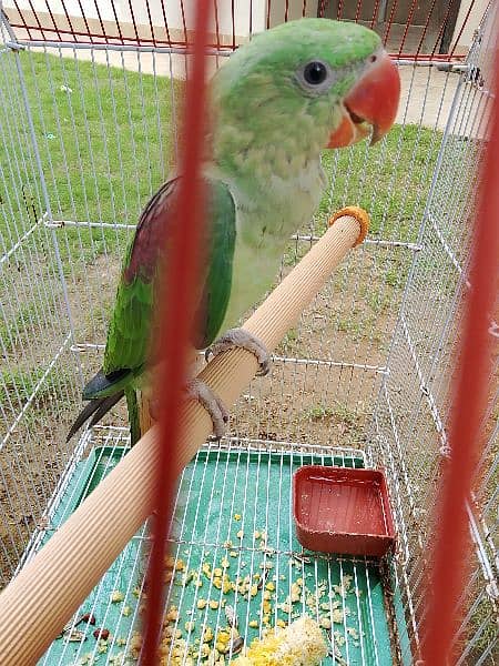 Raw Alexander Parrot For Sale 6