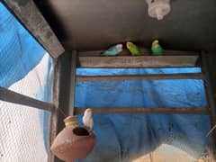 5pair 10 piece budgie parrot for sale fully breeder