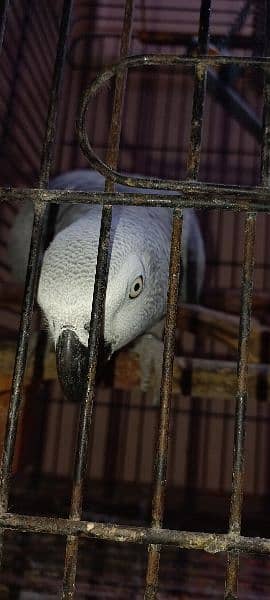 African grey parrot for sell. 1