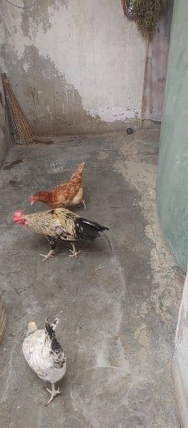 Hens for sale 4