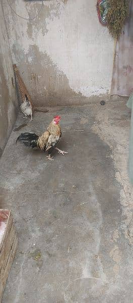 Hens for sale 5