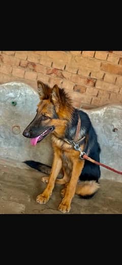 German Shepherd Long coat female black mask