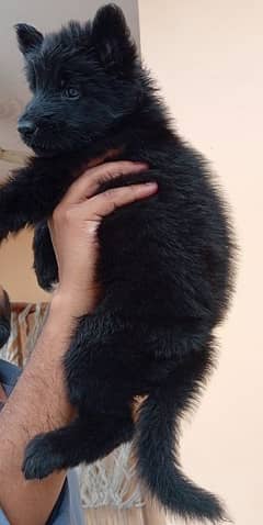 Top quality black German shepherd female puppy available Age 30 days