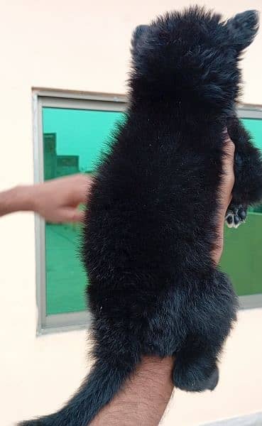 Top quality black German shepherd female puppy available Age 30 days 2