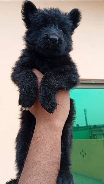 Top quality black German shepherd female puppy available Age 30 days 3