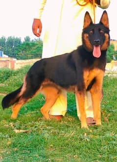 German Shepherd puppy | long Coat puppies | dog | GSD