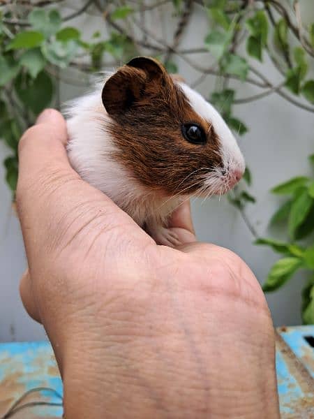 Cute Guinea Pigs(cavies] 3