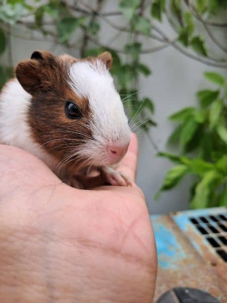 Cute Guinea Pigs(cavies] 8