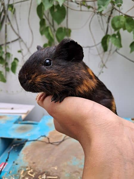 Cute Guinea Pigs(cavies] 9