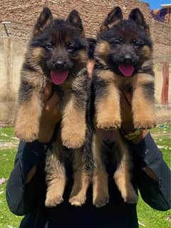 German Shepherd Female Dog For Sale | Long Coat Dog pair