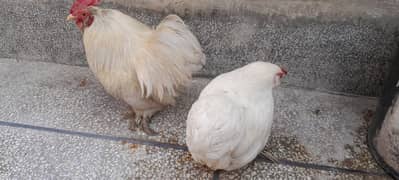 White bantam