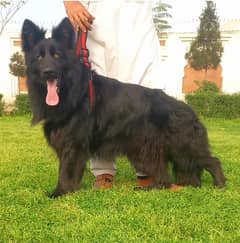 German Shepherd Male Dog For Sale