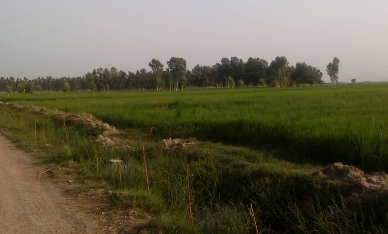 128 acre agricultural Land available for sale on Sheikhupura Mareed ka road 5