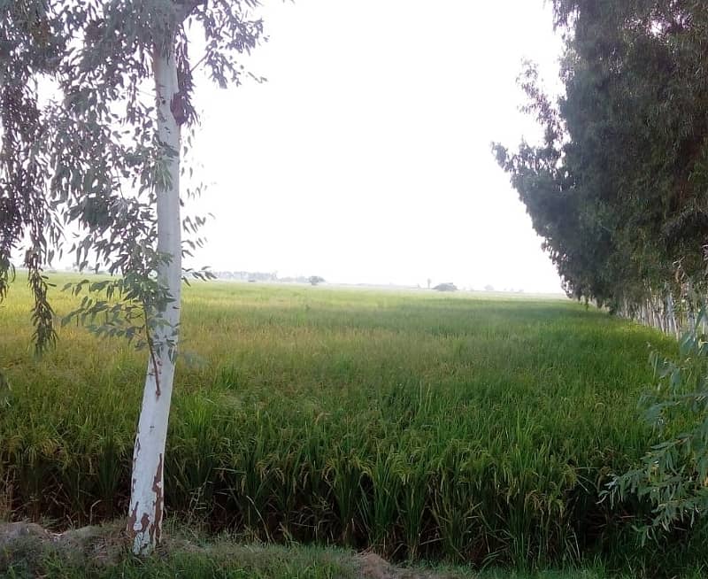 128 acre agricultural Land available for sale on Sheikhupura Mareed ka road 6