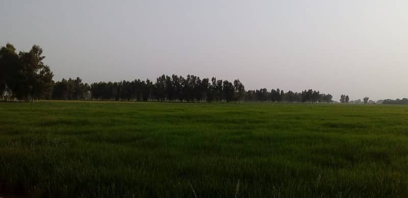 128 acre agricultural Land available for sale on Sheikhupura Mareed ka road 8