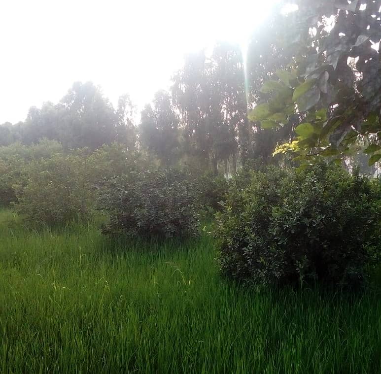 128 acre agricultural Land available for sale on Sheikhupura Mareed ka road 9