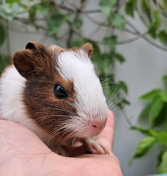 Cute Guinea Pigs(cavies] 2