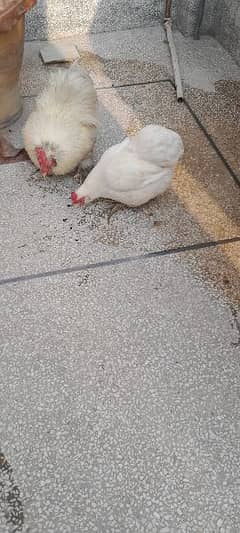 White bantam Pair