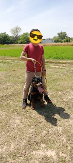 Rottweiler male urgent for sale pedigree