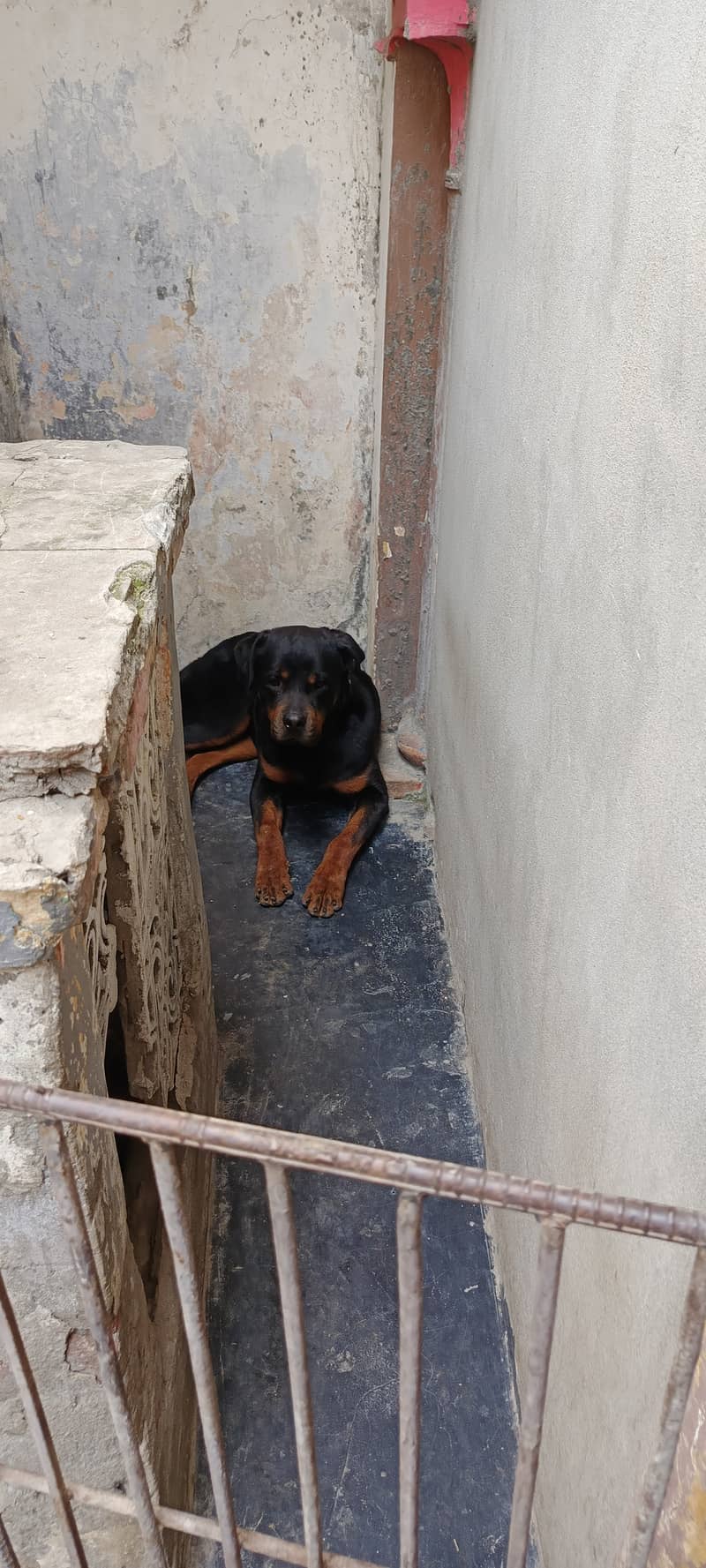 Rottweiler male urgent for sale pedigree 3