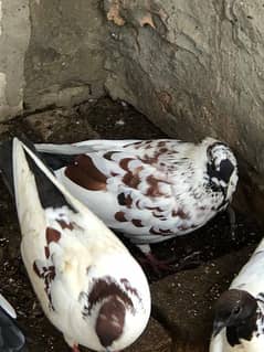 peshori pigeon