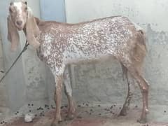 Goat Maki chene 4 sale with(bakra nagra nasal) . whatsap 03466101374.