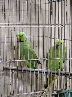 Green ringneck pair for sell