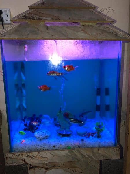 10 fishes with aquarium for sale 3