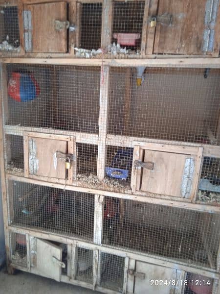 bird cage 2