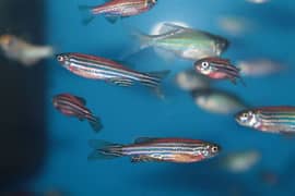 Zebra Danios High quality