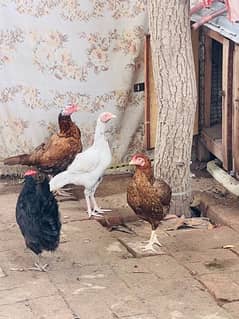 Hens for Sale 0