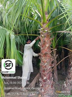 Wall Palm, Palms