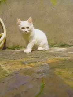 Persian Cat For Sale