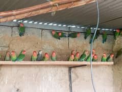 Lovebird breeder pairs