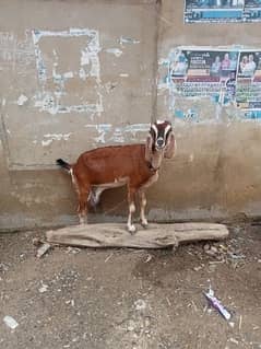 desi x Sindhi goat