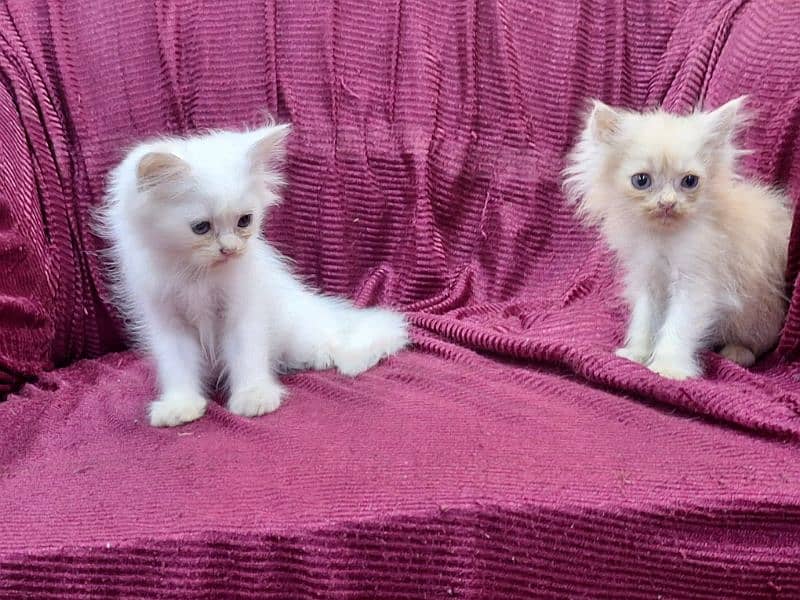 Persian pair 0