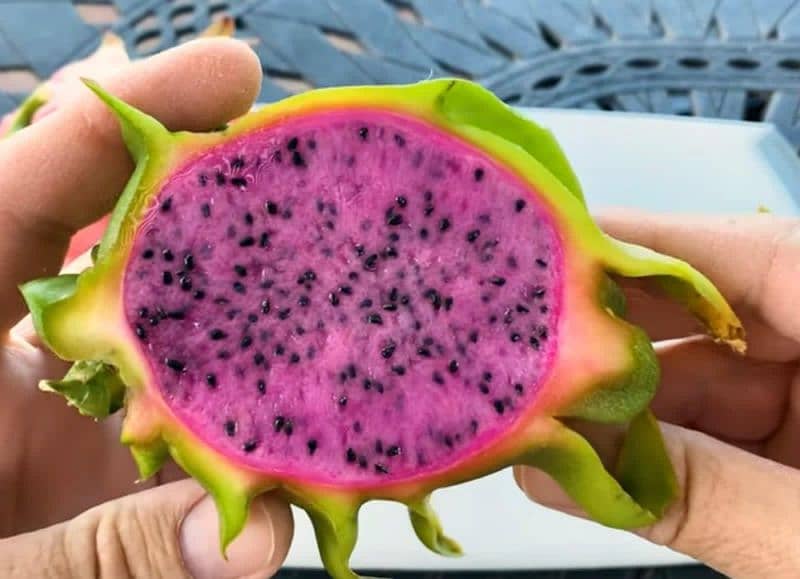 get Plant with Dragon Fruit as well 5