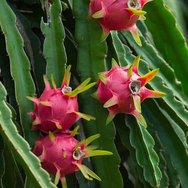 get Plant with Dragon Fruit as well 7