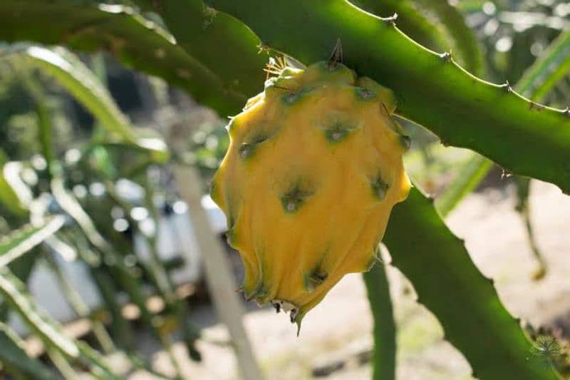 get Plant with Dragon Fruit as well 8