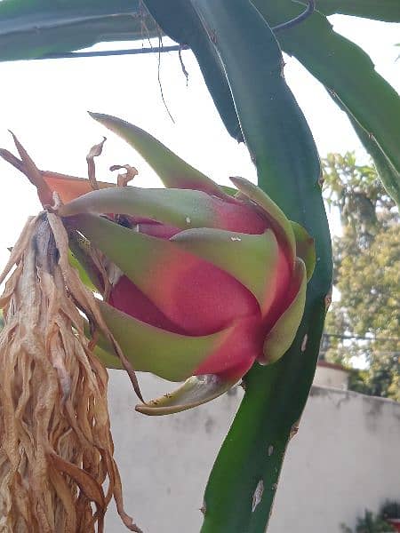 get Plant with Dragon Fruit as well 9