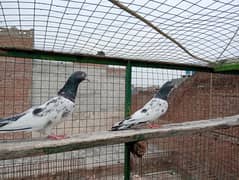 Pure teddy pigeon females