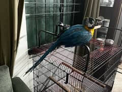 Macaw | Blue & Gold Macaw|Blue Macaw | Birds accessories