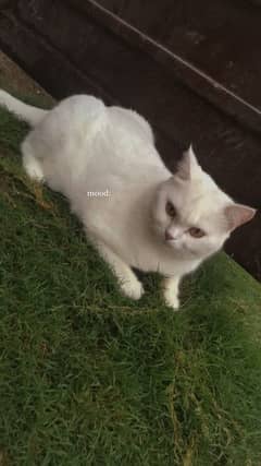 Turkish Angora Cat white colour